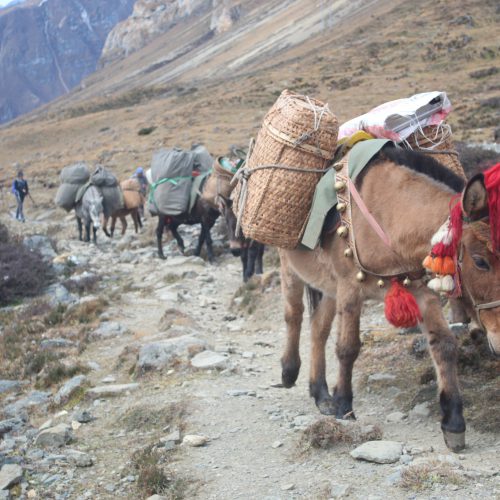 mountain trek scene horse